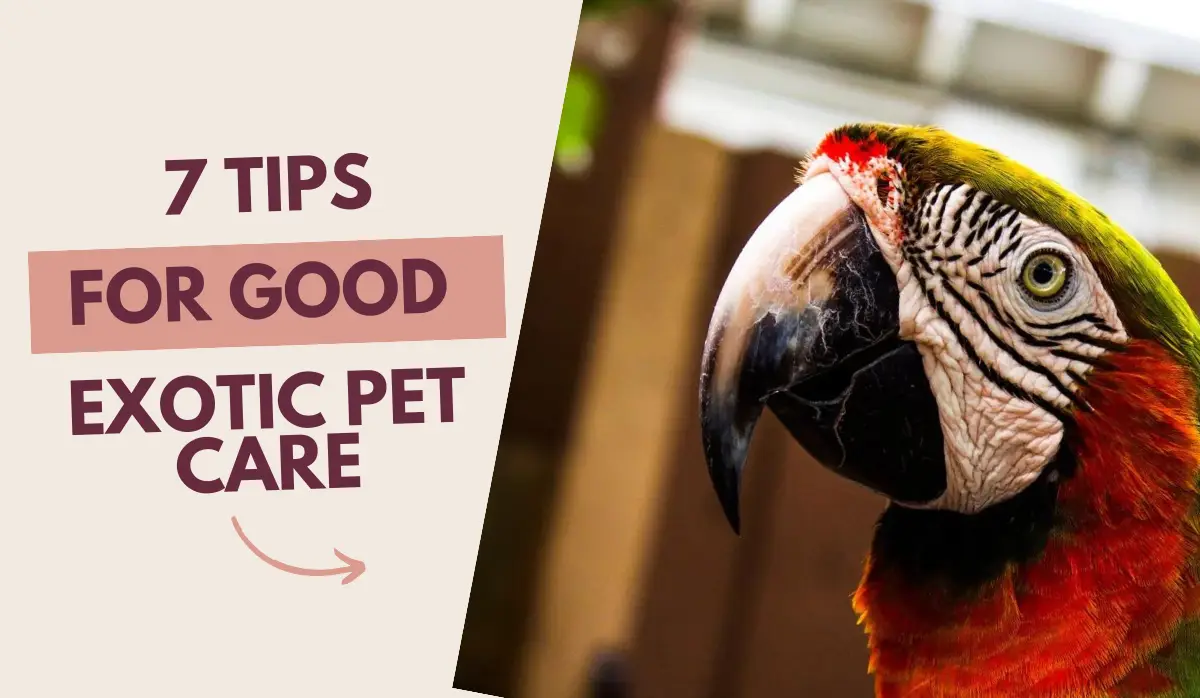 7 Tips for Good Exotic Pet Care