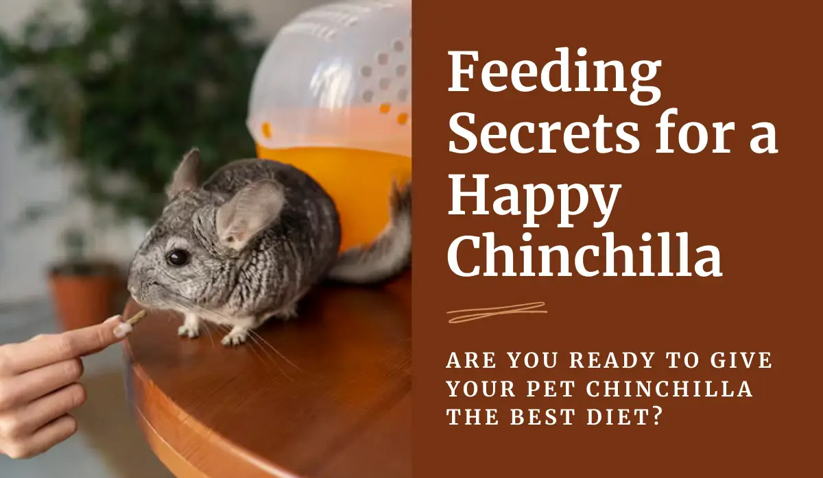 Feeding Secrets for a Happy Chinchilla