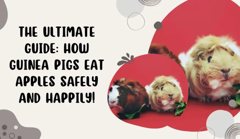 The Ultimate Guide: How Can Guinea Pigs Eat Apples Safely and Happily!