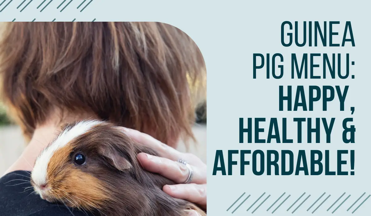 What Can Guinea Pigs Eat? A Comprehensive Guide to Healthy Feeding