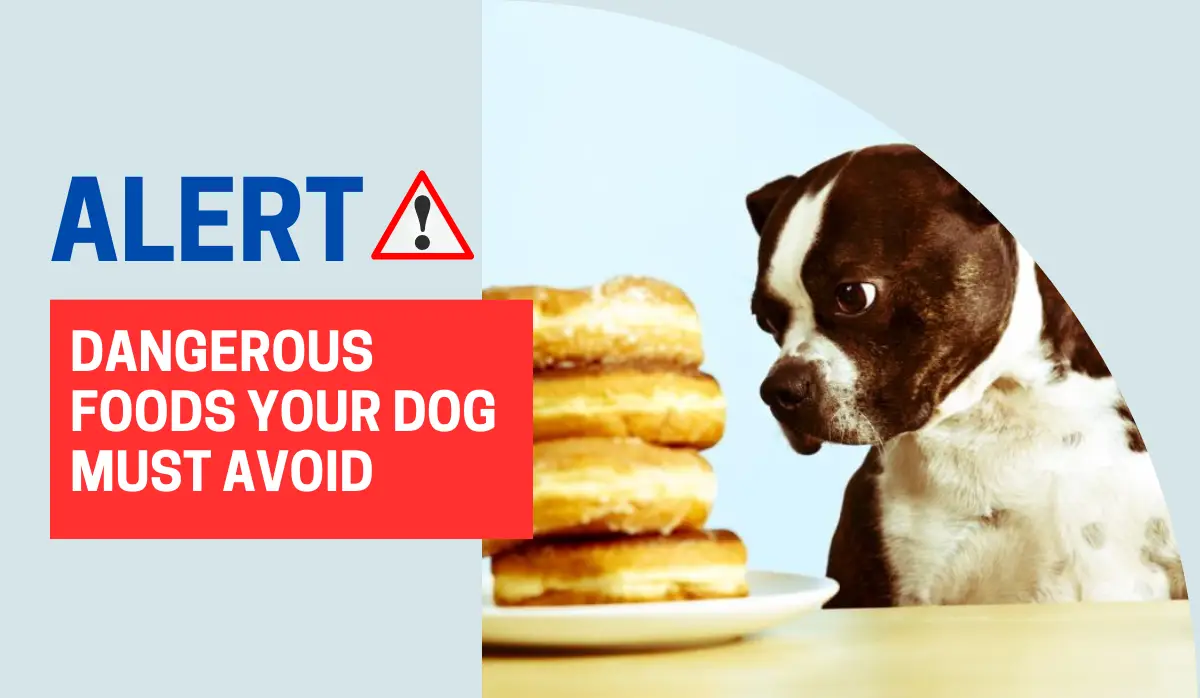 25 Dangerous Foods Your Dog Should Never Eat