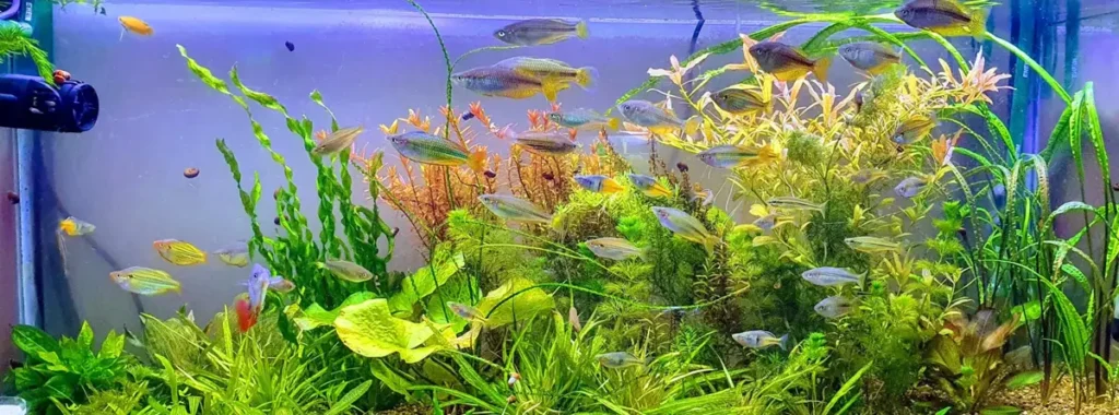 most expensive fish for aquarium