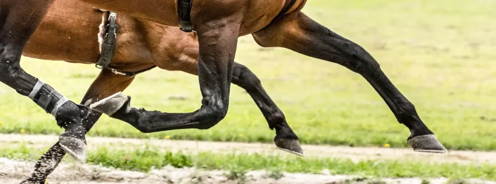 Leg Injuries in Horses