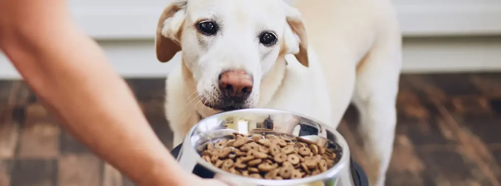 Feeding Dogs with Skin Allergies