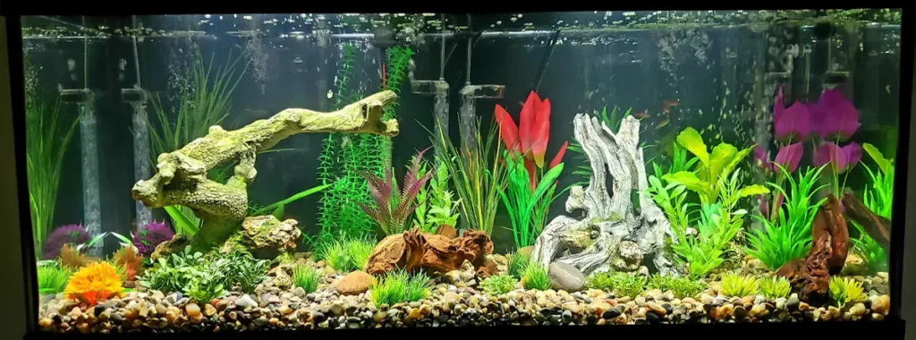 Setting Up a Freshwater Aquarium
