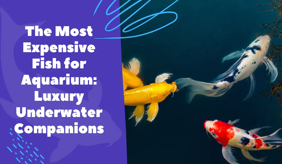 The Most Expensive Fish for Aquarium: Luxury Underwater Companions