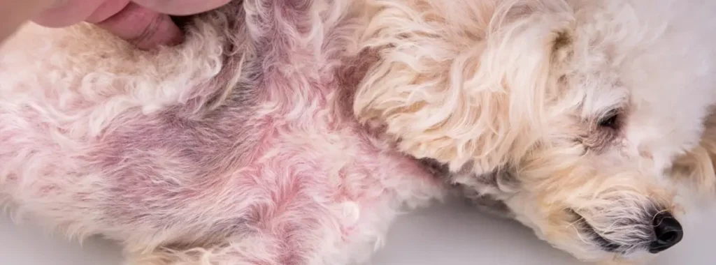 The Top 6 Skin Allergies in Dogs