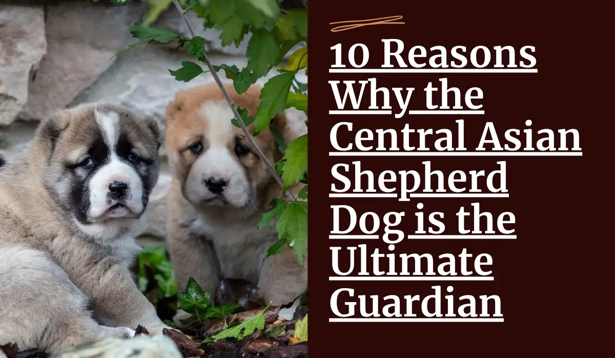 10 Reasons Why the Central Asian Shepherd Dog is the Ultimate Guardian