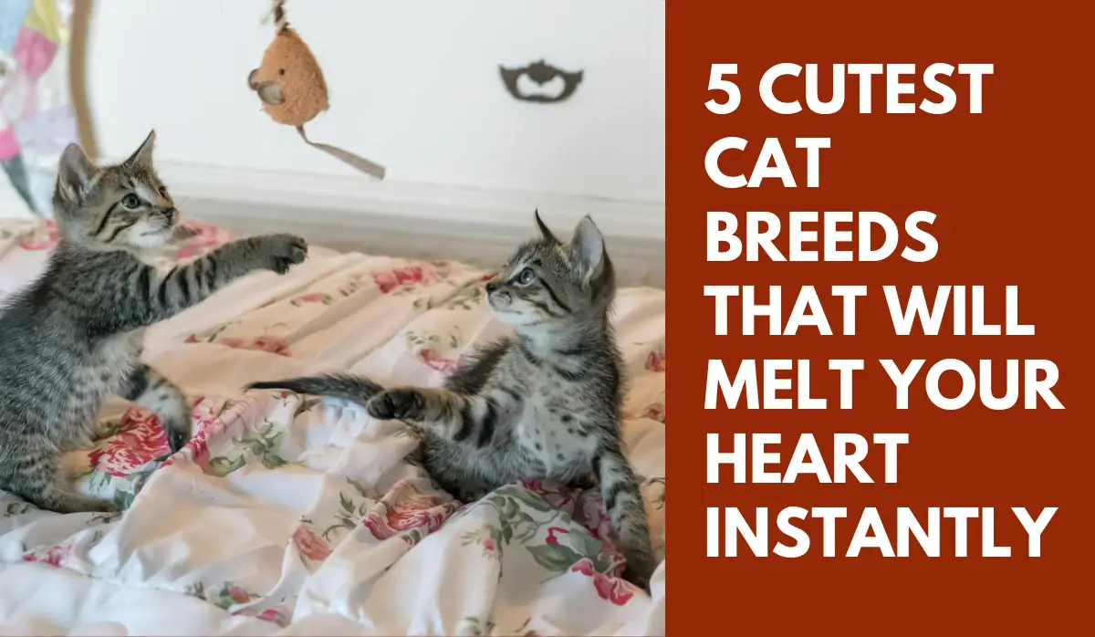 5 Cutest Cat Breeds That Will Melt Your Heart Instantly