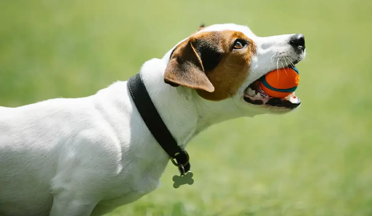 The $5 Dog Toothbrush That’s Revolutionizing Canine Dental Care