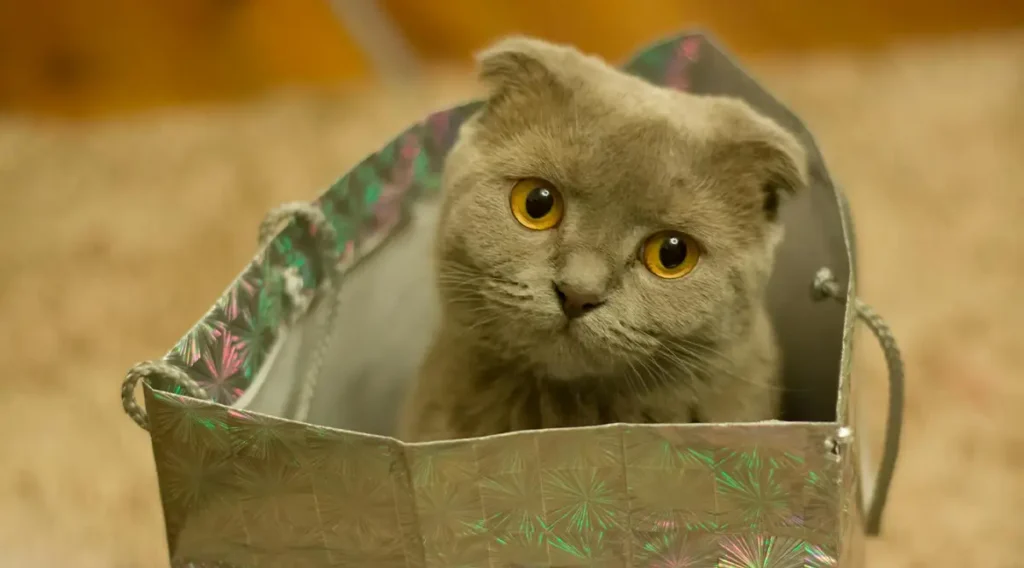 Scottish Fold: Adorable Owls in Cat Form