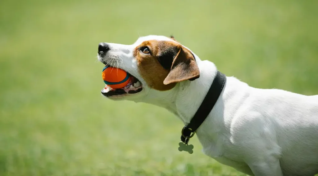 The Science Behind Canine Dental Care