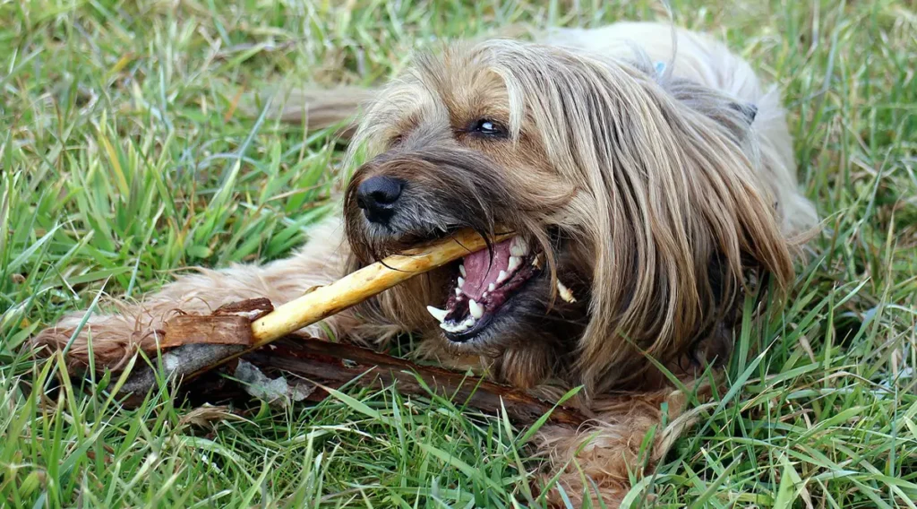 Dog Toothbrush