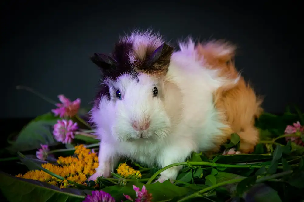 Can Guinea Pigs Eat Apples