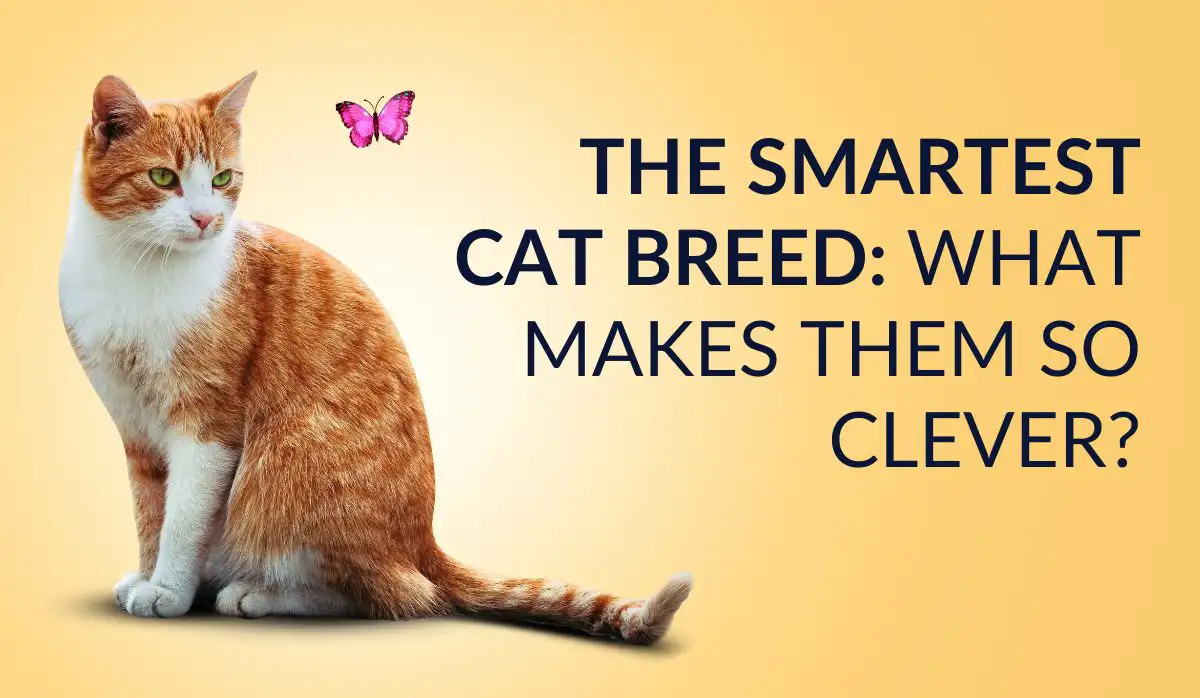 The Smartest Cat Breed: What Makes Them So Clever?