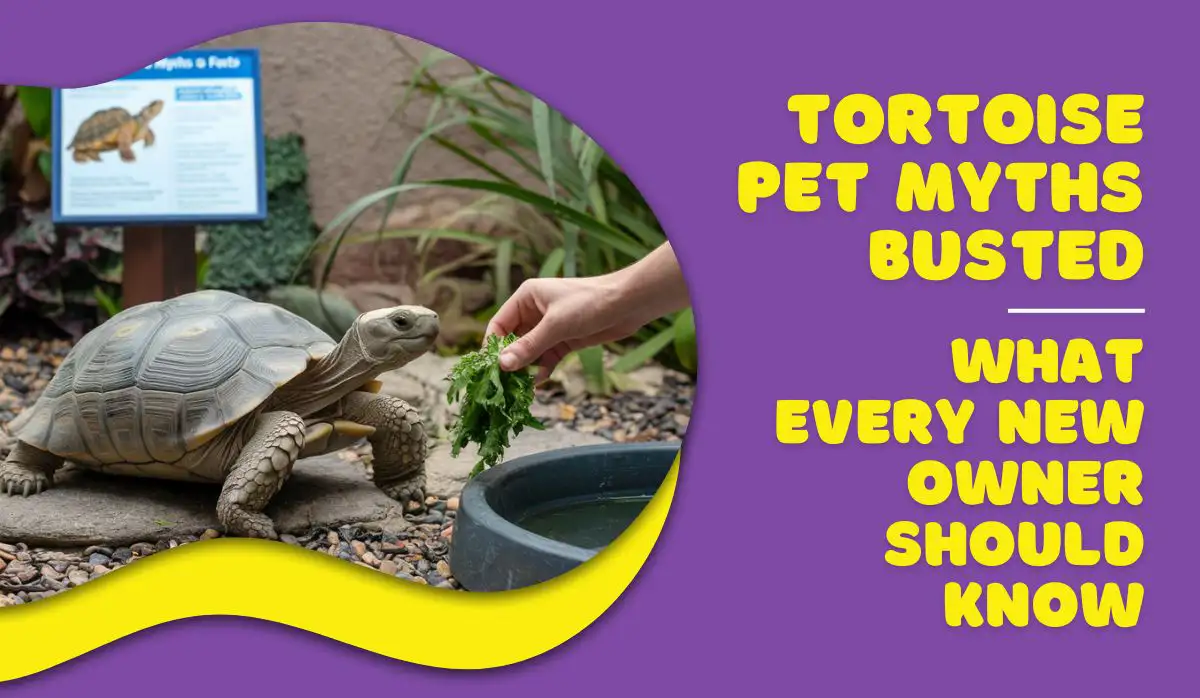 Tortoise Pet Myths Busted: What Every New Owner Should Know