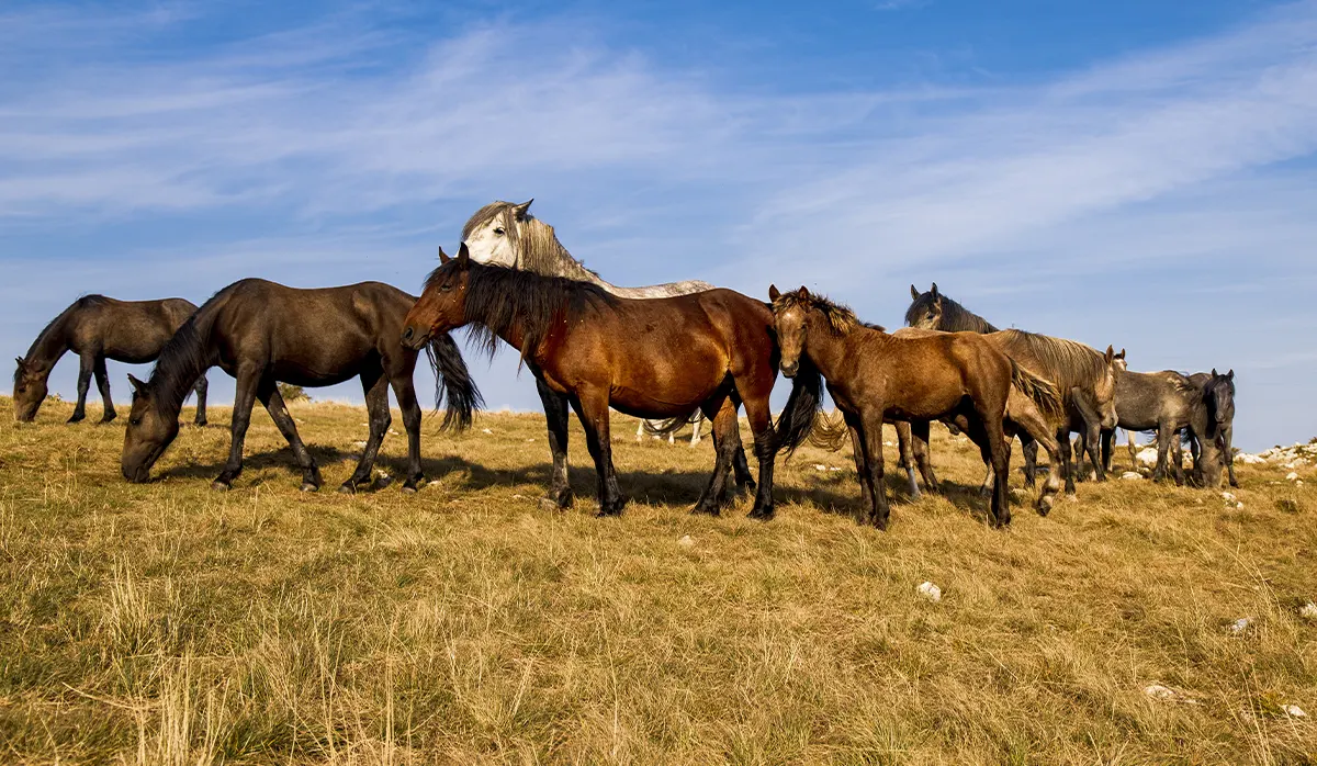 The Top 10 Big Horse Breeds: Gentle Giants of the Equine World