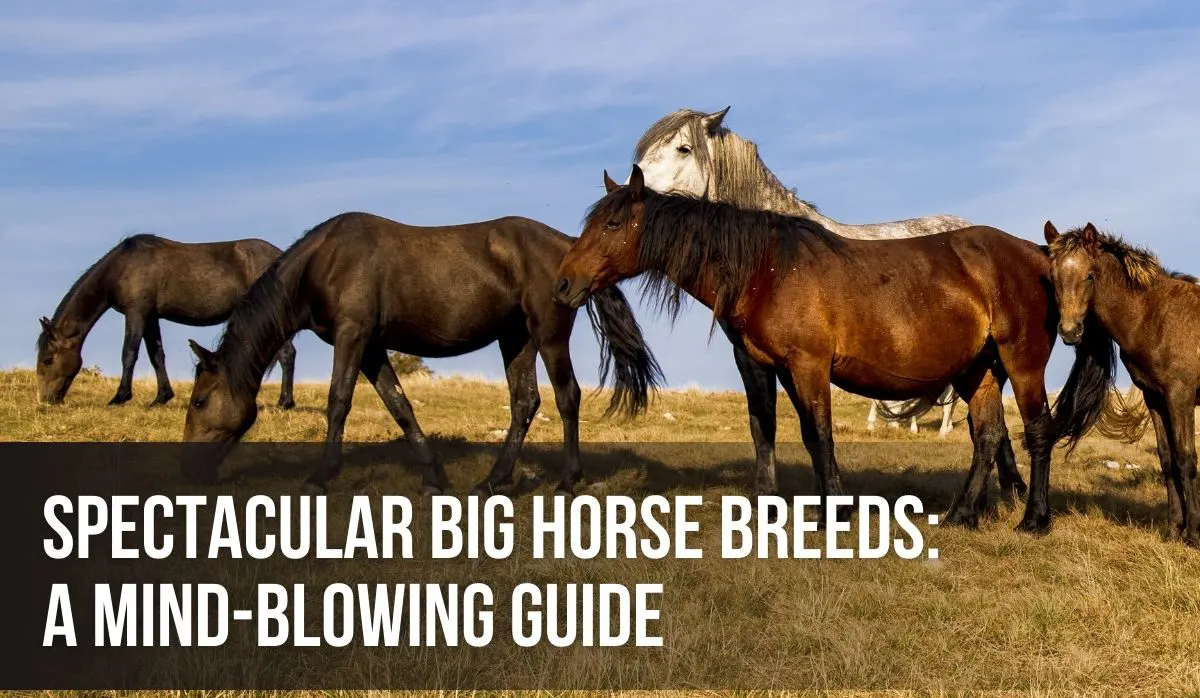 The Top 10 Big Horse Breeds: Gentle Giants of the Equine World