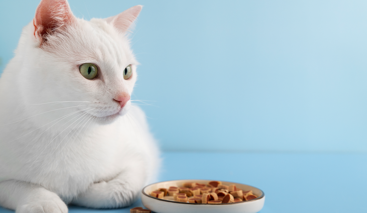 10 Cat Dental Treats That Will Make Your Feline’s Breath Irresistible 😻