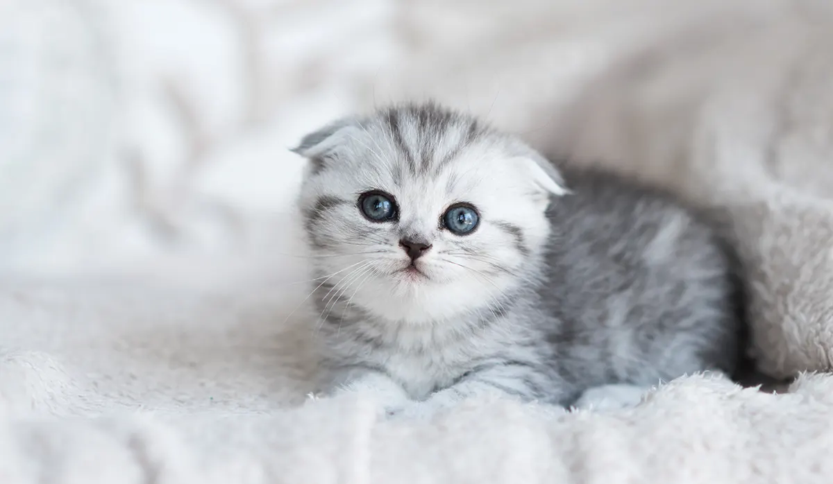 Cute Cat Alert: Discover the Magic Behind Their Adorable Appeal