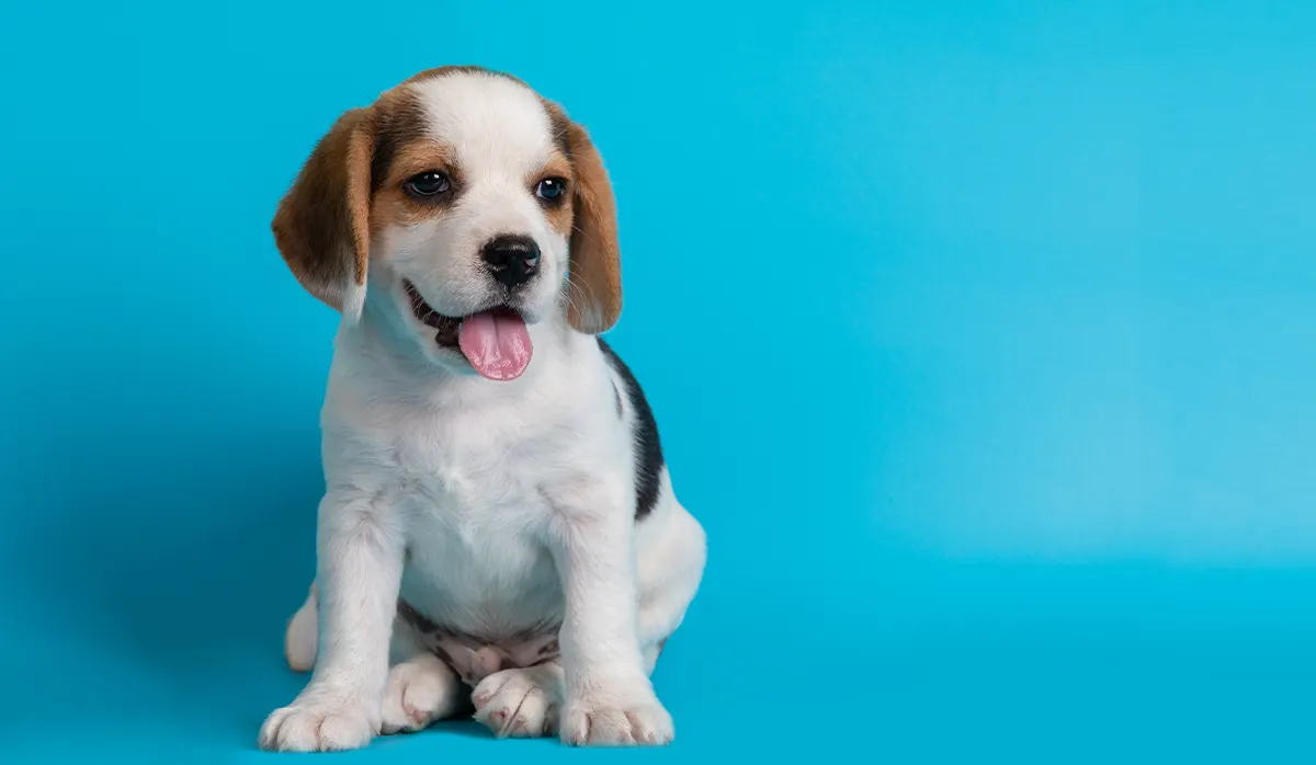 The Ultimate Guide to Cute Dog: Everything You Need to Know