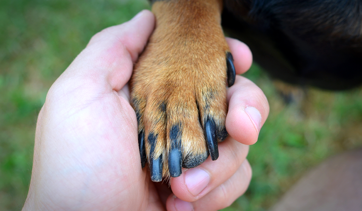 How to Choose the Best Dog Paw Cleaner for Your Furry Friend