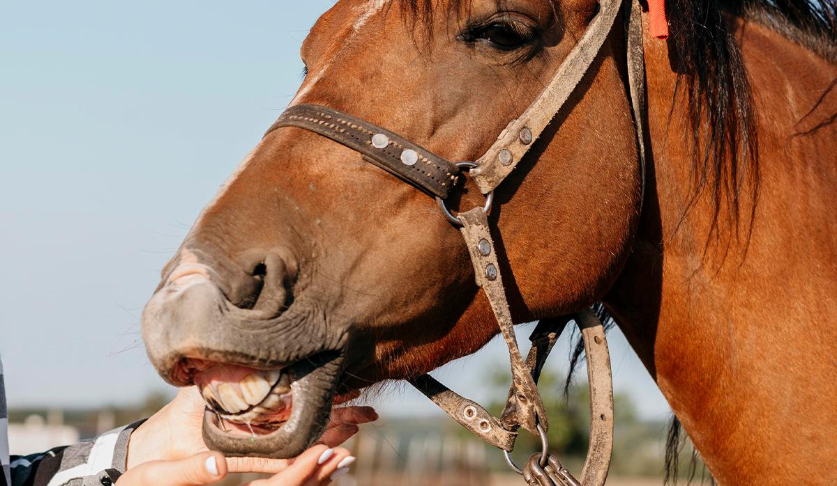 The Importance of Horse Teeth Cleaning: A Complete Guide