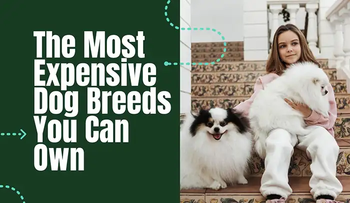 The Most Expensive Dog Breeds You Can Own