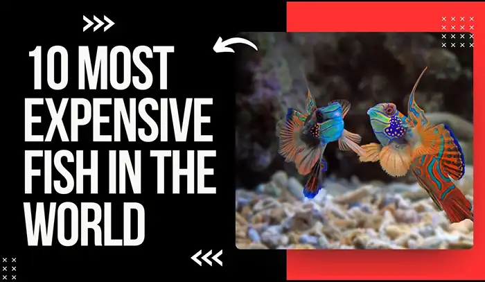 10 Most Expensive Fish in the World