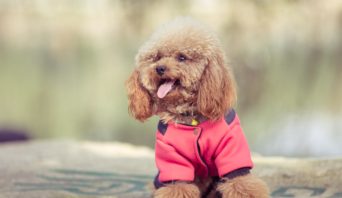 Discover the Best Tiny Pups: Top 10 Small Dog Breeds for Your Family