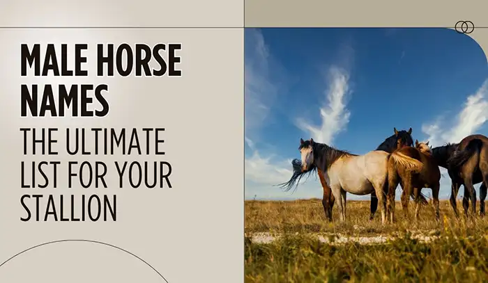 Male Horse Names: The Ultimate List for Your Stallion