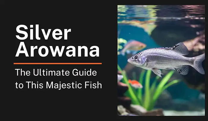 Silver Arowana: The Ultimate Guide to This Majestic Fish