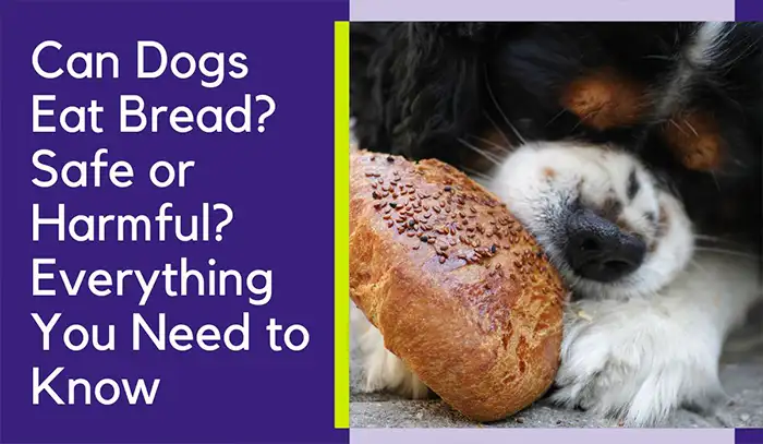 Can Dogs Eat Bread? A Complete Guide to Feeding Bread Safely to Your Dog