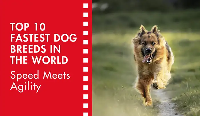 Top 10 Fastest Dog Breeds in the World: Speed Meets Agility