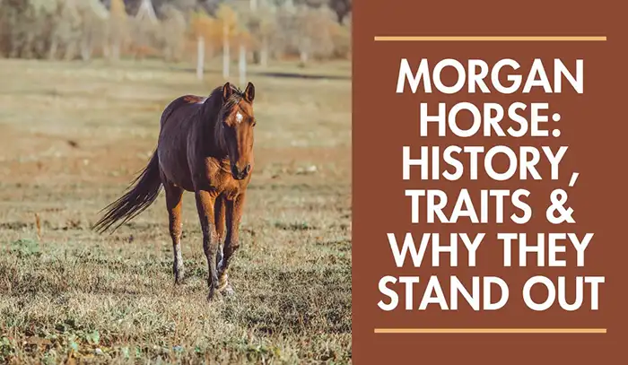 Morgan Horse: History, Traits & Why They Stand Out