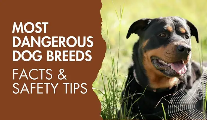 Most Dangerous Dog Breeds: Facts & Safety Tips