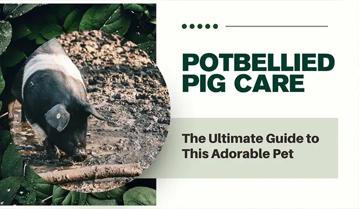 Potbellied Pig: The Ultimate Guide to This Adorable Pet