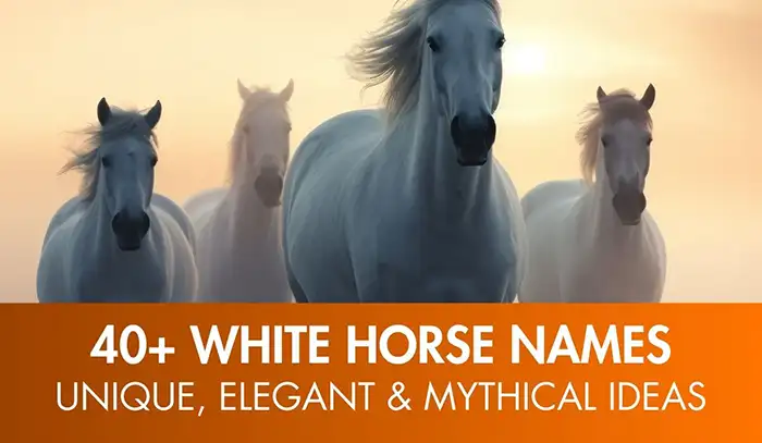 40+ White Horse Names: Unique, Elegant & Mythical Ideas